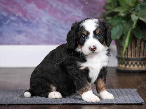 Tesla at 5 weeks old