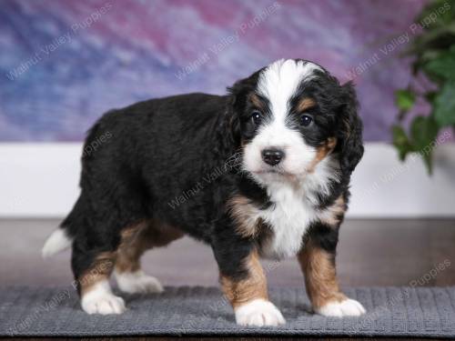 Tess at 5 weeks old