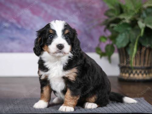 Tess at 5 weeks old