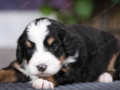 Tess at 3 weeks old