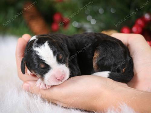 Tess at 3 days old