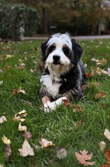 Wyatt at 12 months old