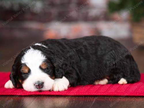 Wilbur at 3 weeks old