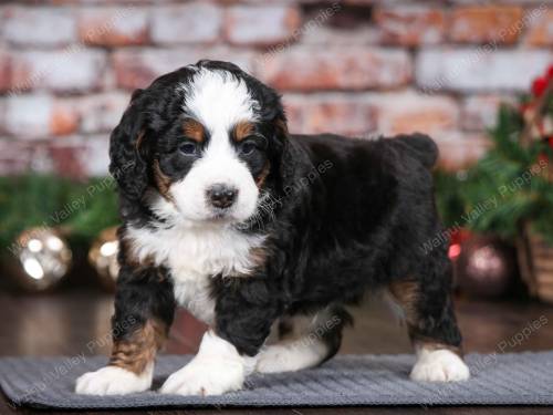 Wilbur at 5 weeks old