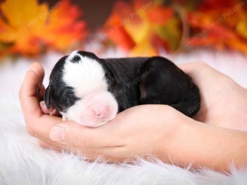 Wyatt at 3 days old