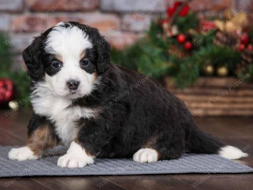 Wyatt at 5 weeks old