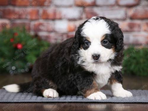 Wyatt at 5 weeks old