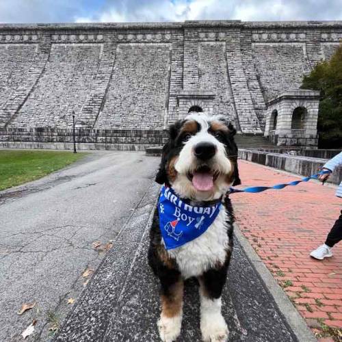 Wilbur at 12 months old