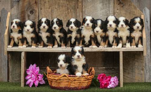 Mindy's Litter 