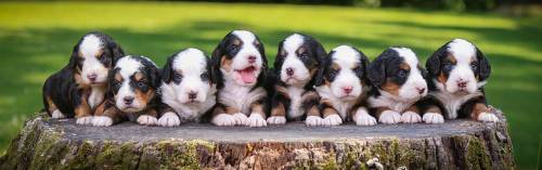 Mini Bernedoodle Litter 