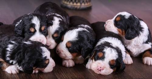 Roxanne's Litter 