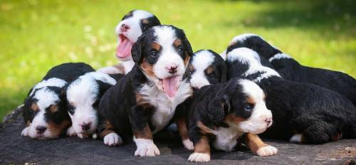 Mini Bernedoodle Litter 