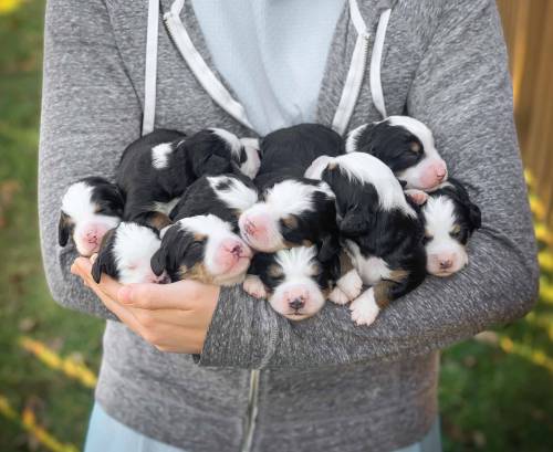 Mindy's Litter 