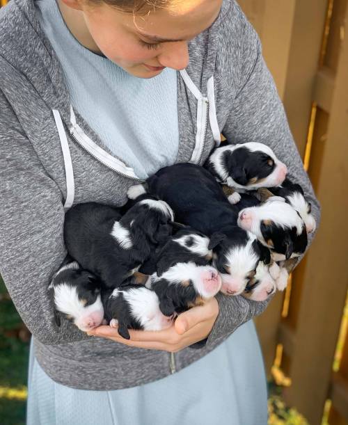 Mindy's Litter 